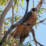 Australian Hobby (Falco longipennis)
