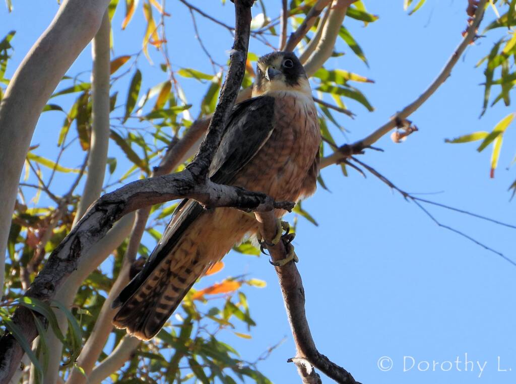 Australian Hobby (Falco longipennis)