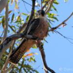 Australian Hobby (Falco longipennis)