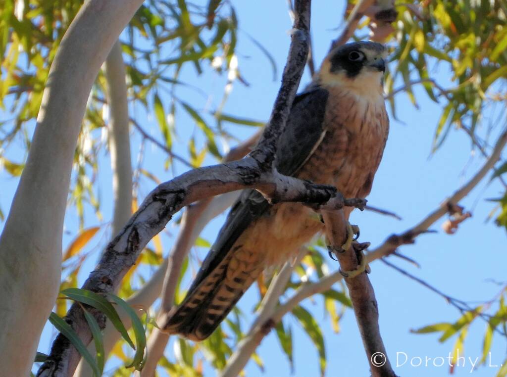 Australian Hobby (Falco longipennis)