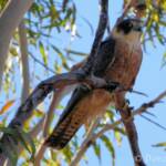 Australian Hobby (Falco longipennis)