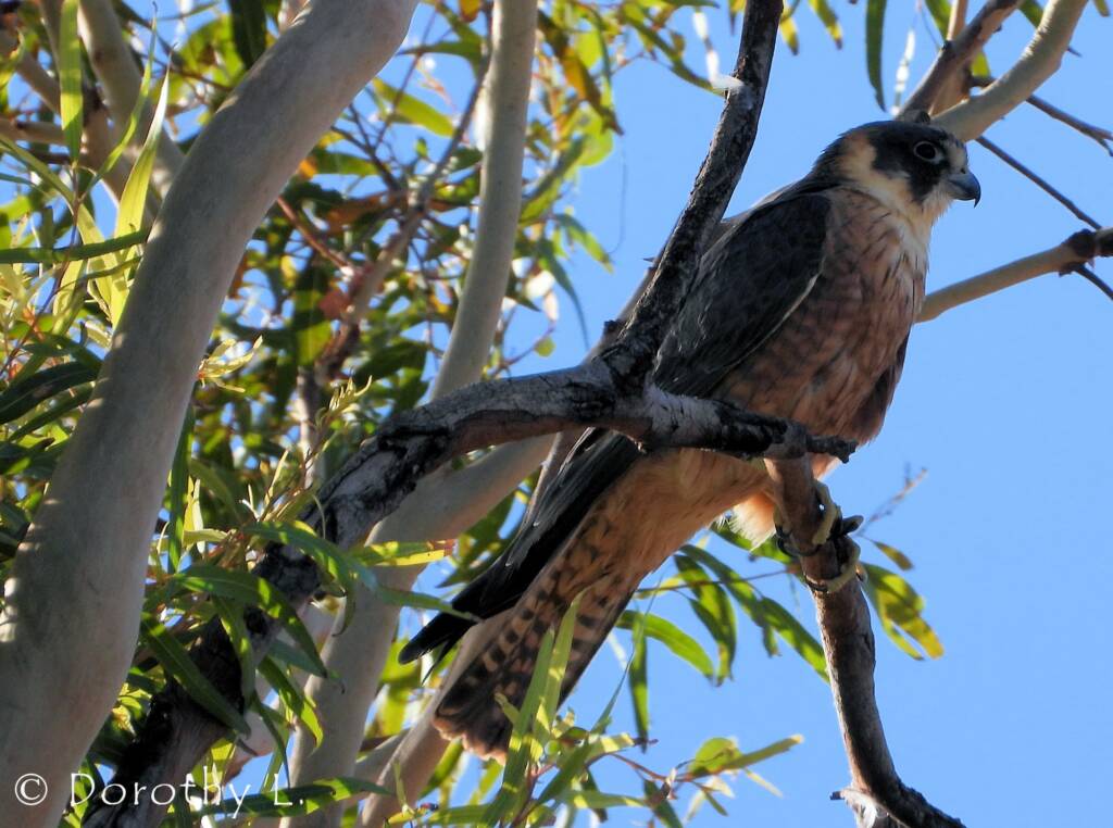 Australian Hobby (Falco longipennis)