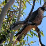 Australian Hobby (Falco longipennis)