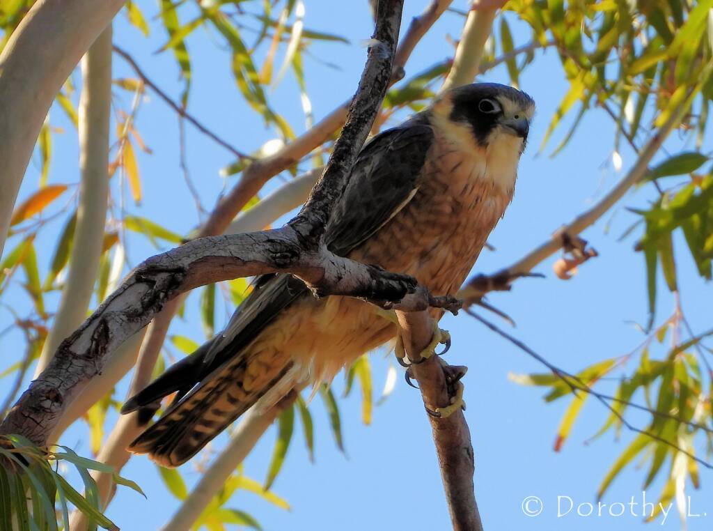 Australian Hobby (Falco longipennis)