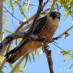Australian Hobby (Falco longipennis)