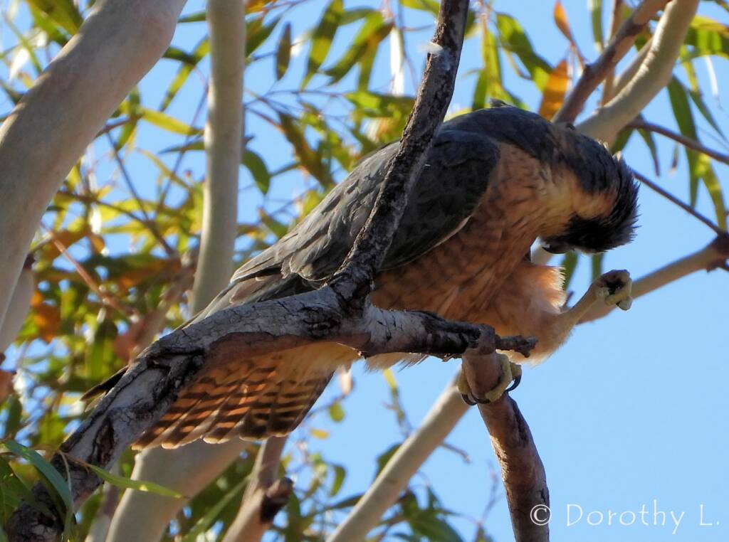 Australian Hobby (Falco longipennis)