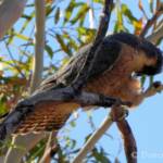Australian Hobby (Falco longipennis)