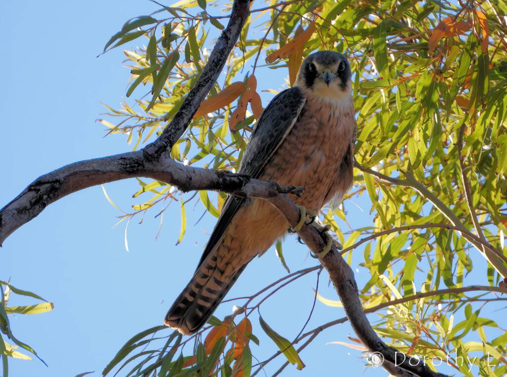 Australian Hobby (Falco longipennis)