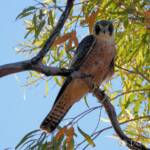 Australian Hobby (Falco longipennis)
