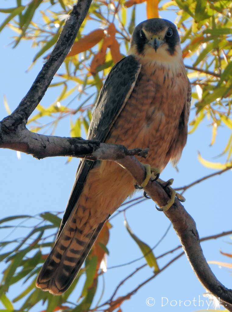 Australian Hobby (Falco longipennis)
