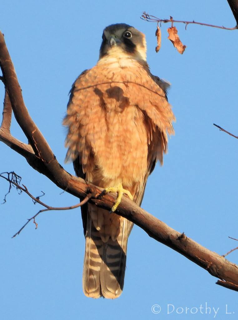 Australian Hobby (Falco longipennis)