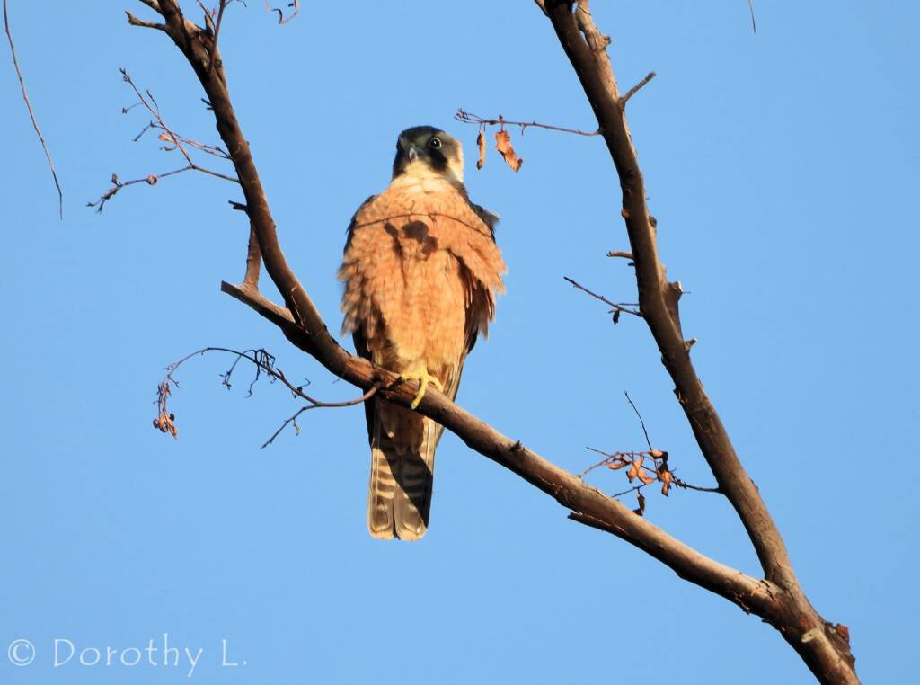 Australian Hobby (Falco longipennis)