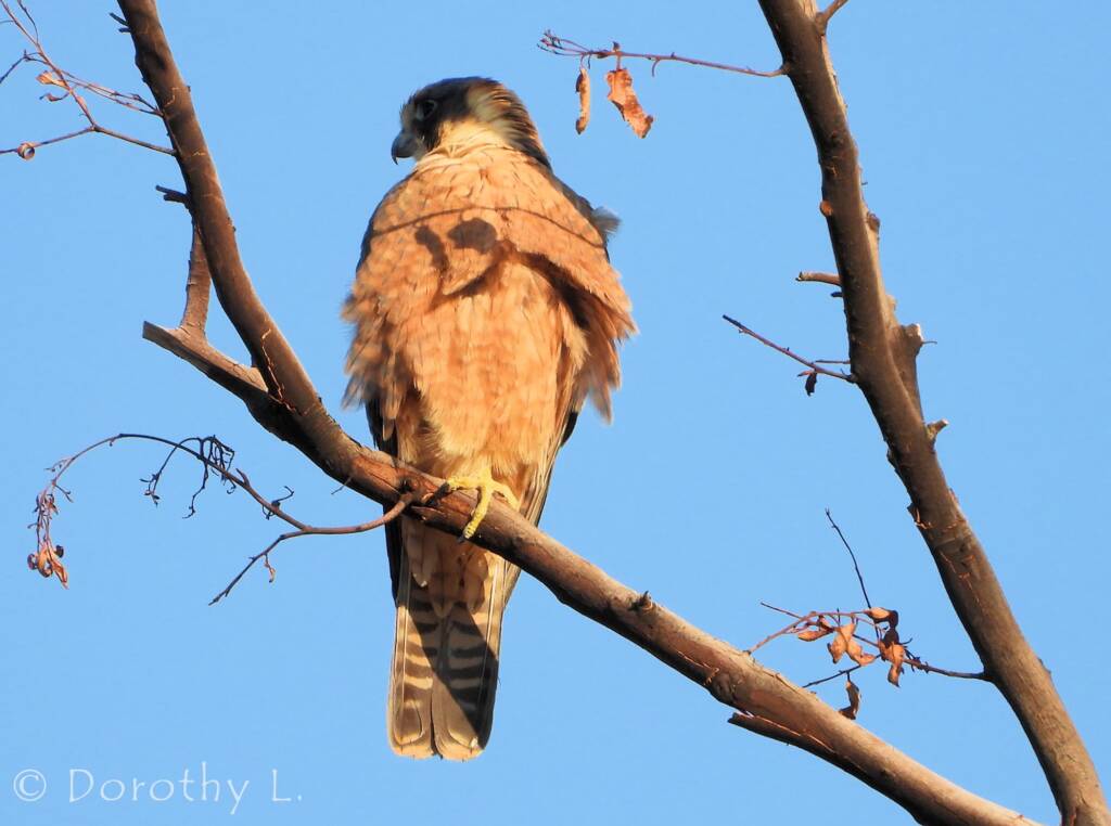 Australian Hobby (Falco longipennis)
