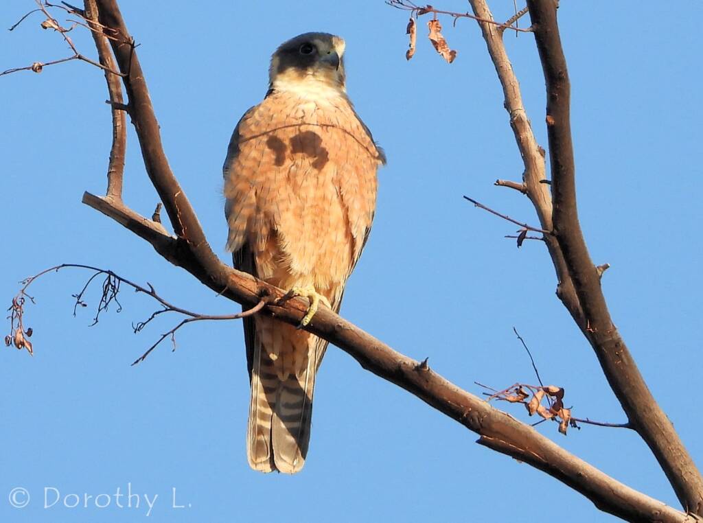 Australian Hobby (Falco longipennis)