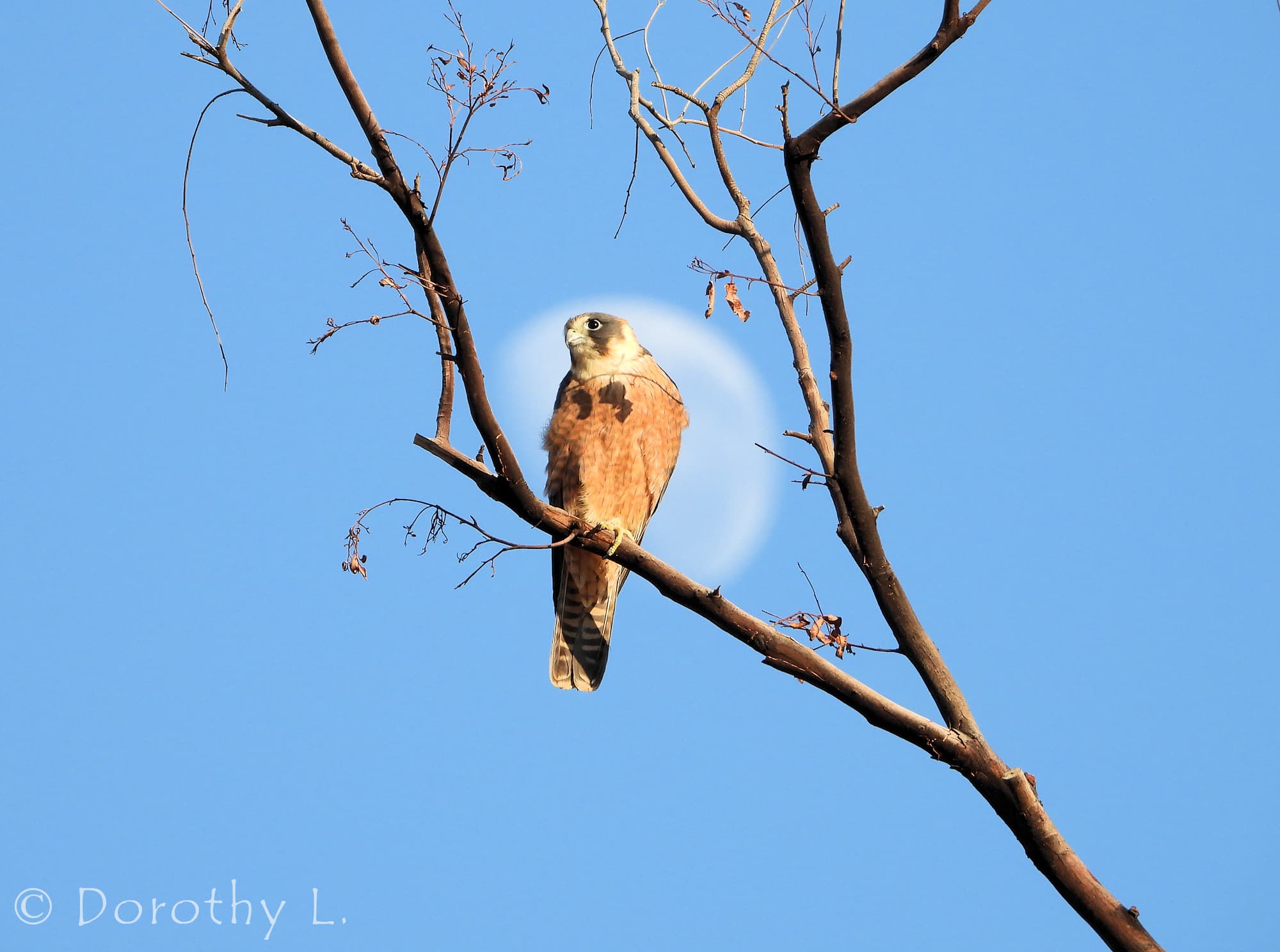 Australian Hobby (Falco longipennis)