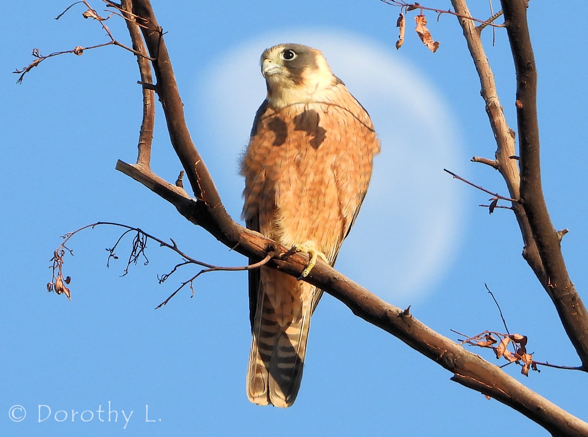 Australian Hobby (Falco longipennis)