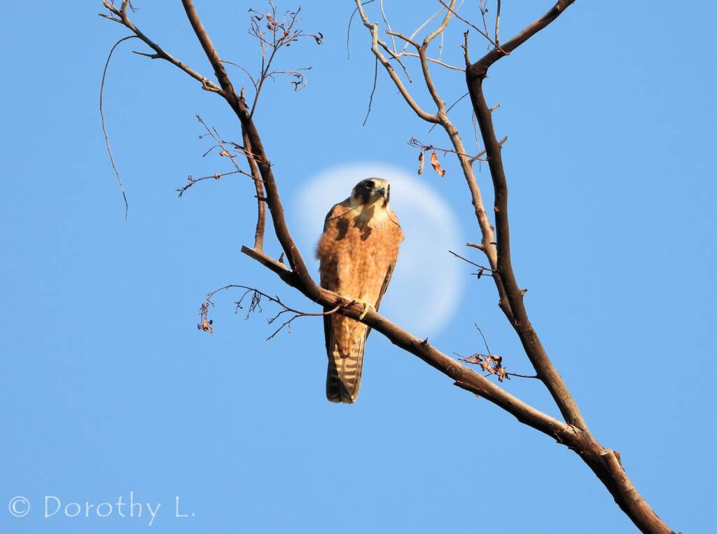 Australian Hobby (Falco longipennis)