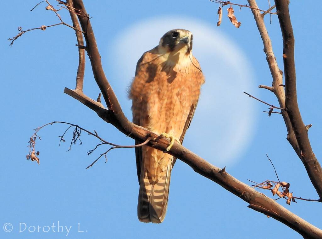 Australian Hobby (Falco longipennis)