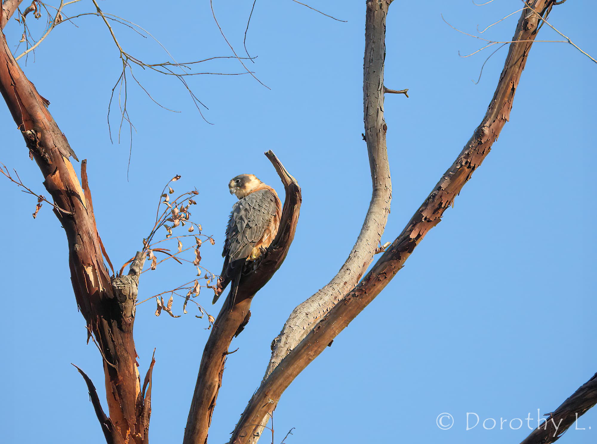 Australian Hobby (Falco longipennis)
