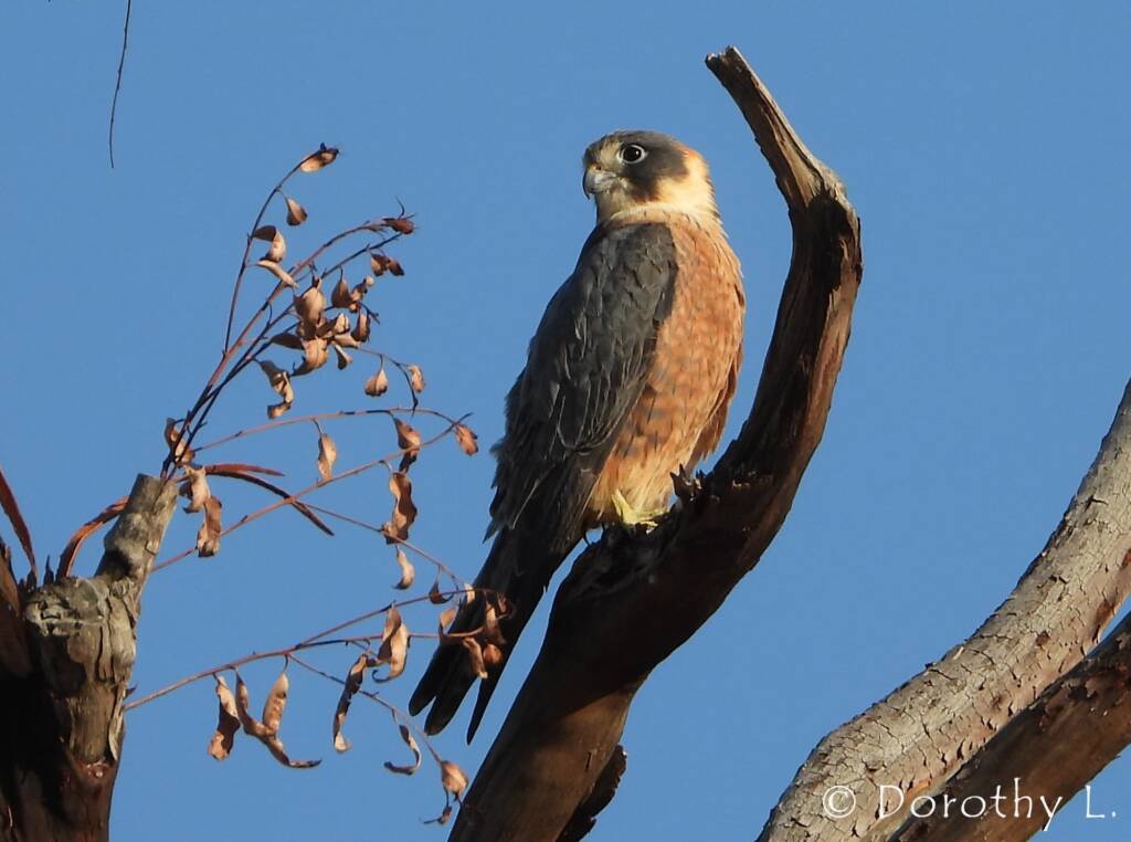 Australian Hobby (Falco longipennis)