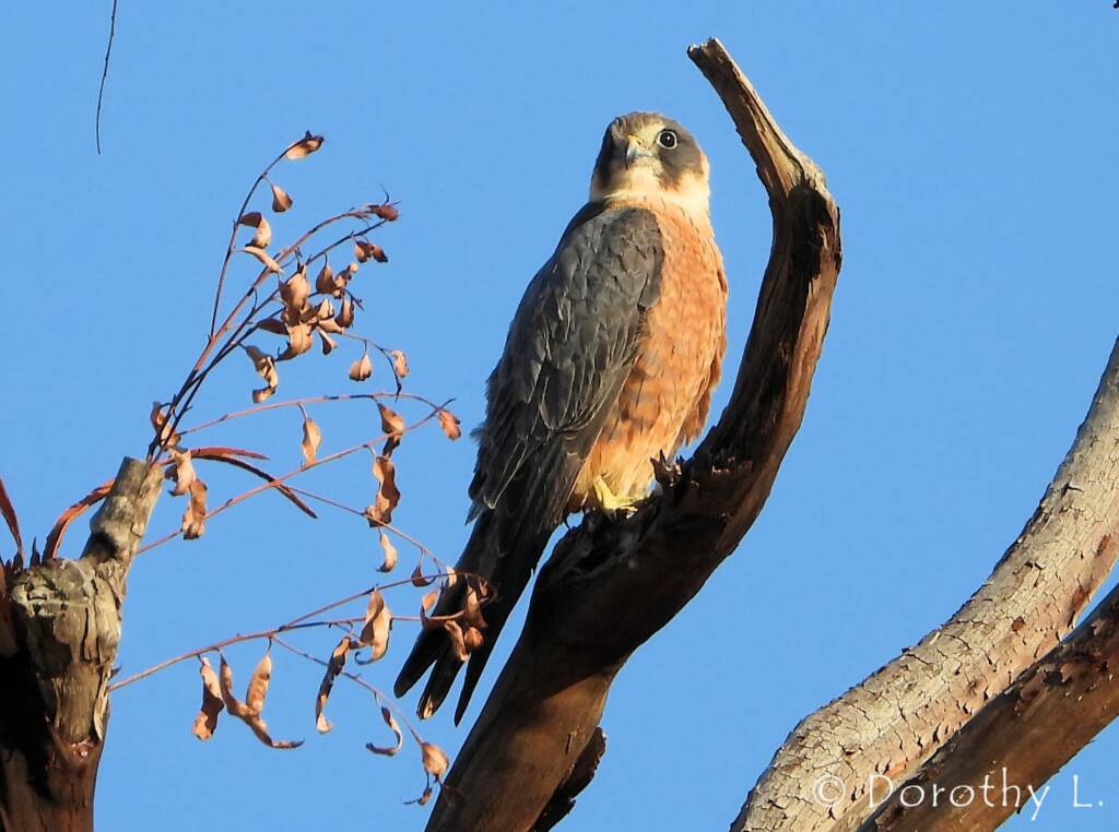 Australian Hobby (Falco longipennis)