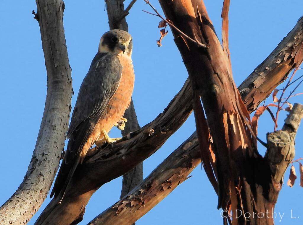 Australian Hobby (Falco longipennis)