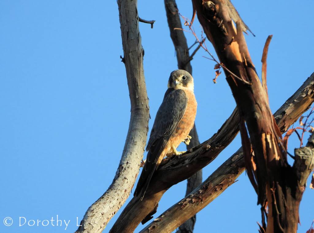 Australian Hobby (Falco longipennis)