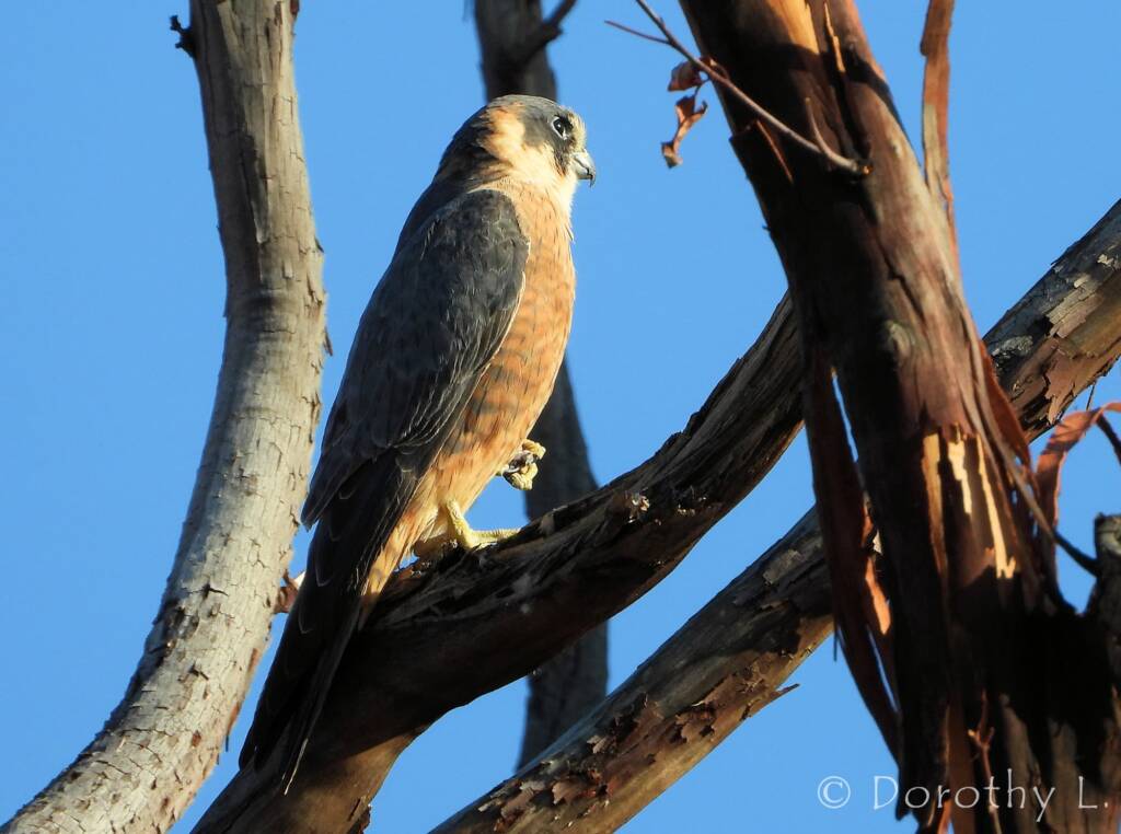 Australian Hobby (Falco longipennis)