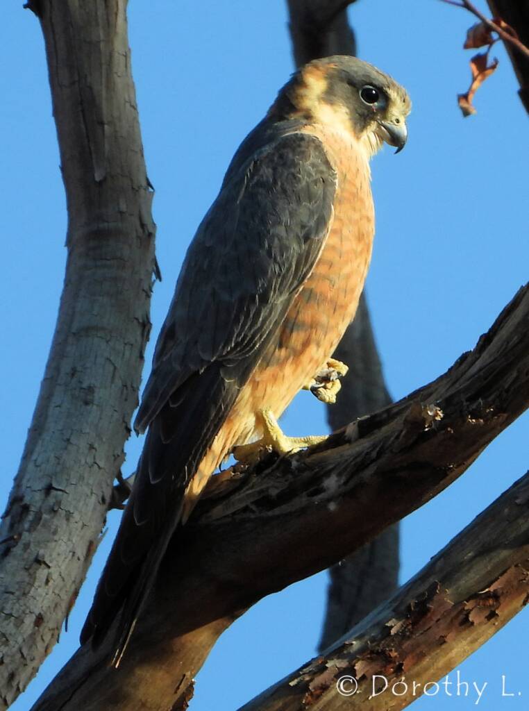 Australian Hobby (Falco longipennis)
