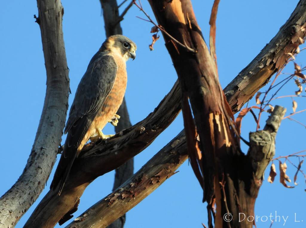 Australian Hobby (Falco longipennis)