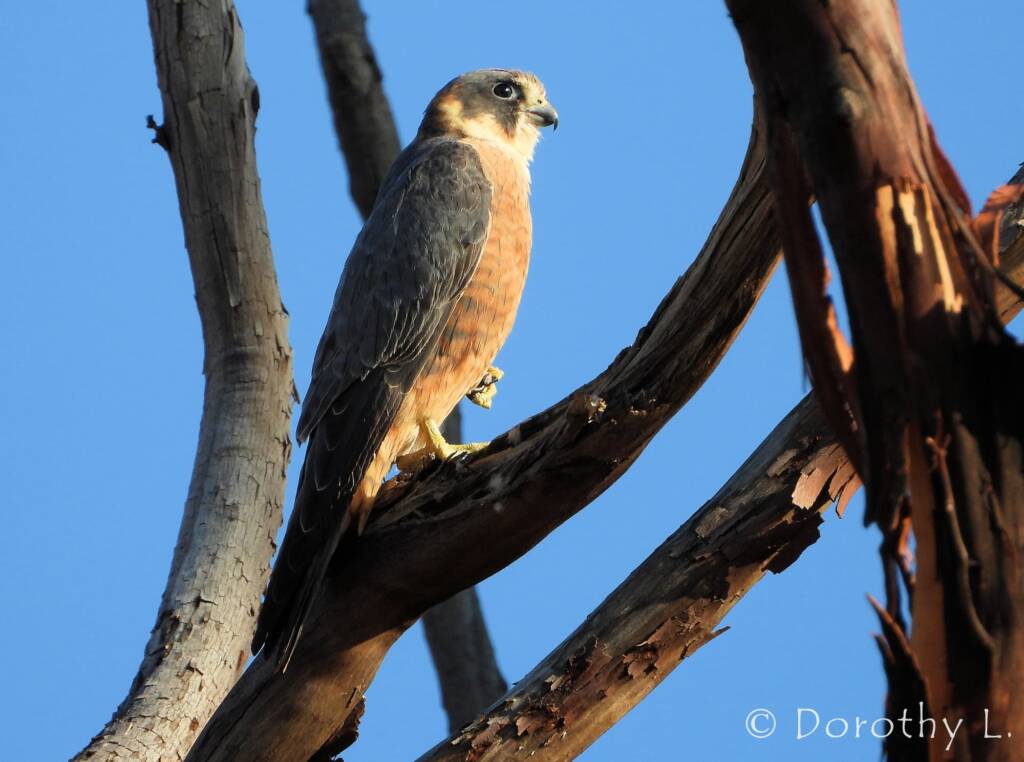 Australian Hobby (Falco longipennis)