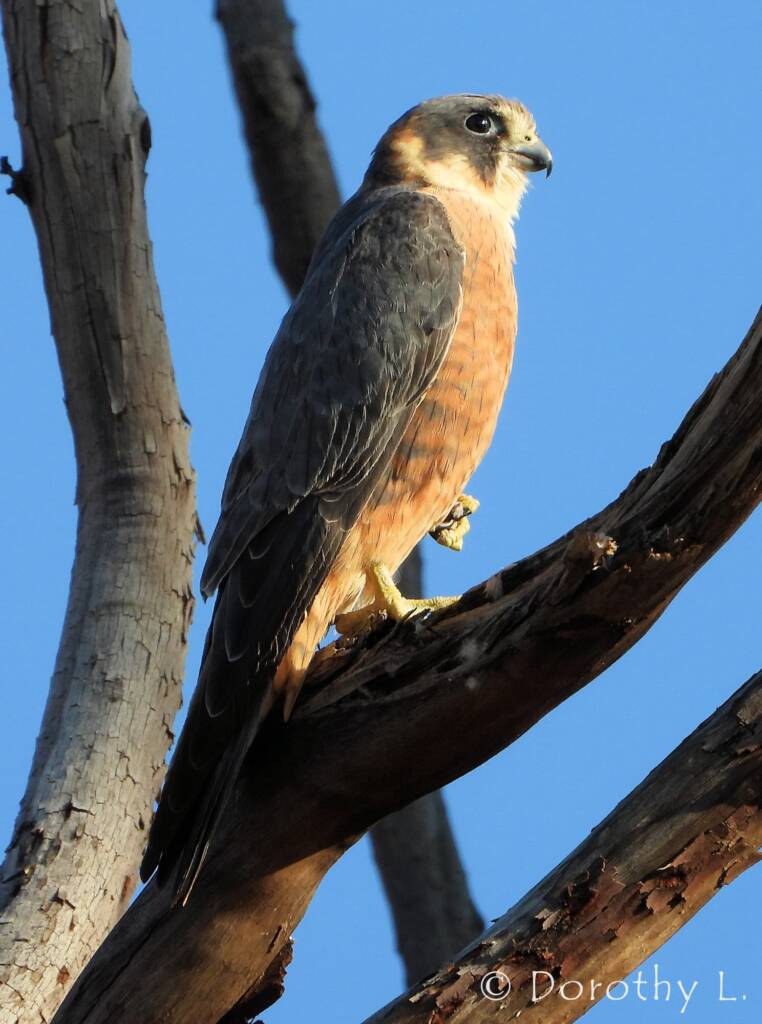 Australian Hobby (Falco longipennis)