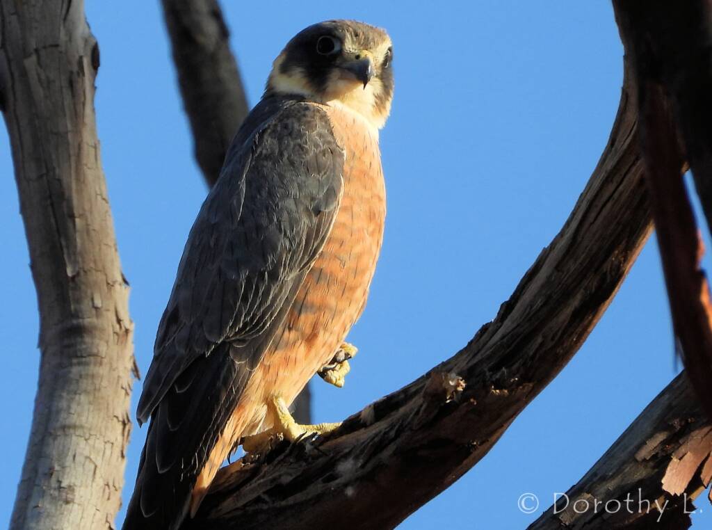 Australian Hobby (Falco longipennis)