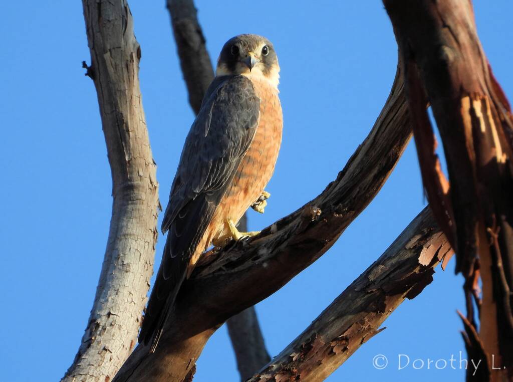 Australian Hobby (Falco longipennis)