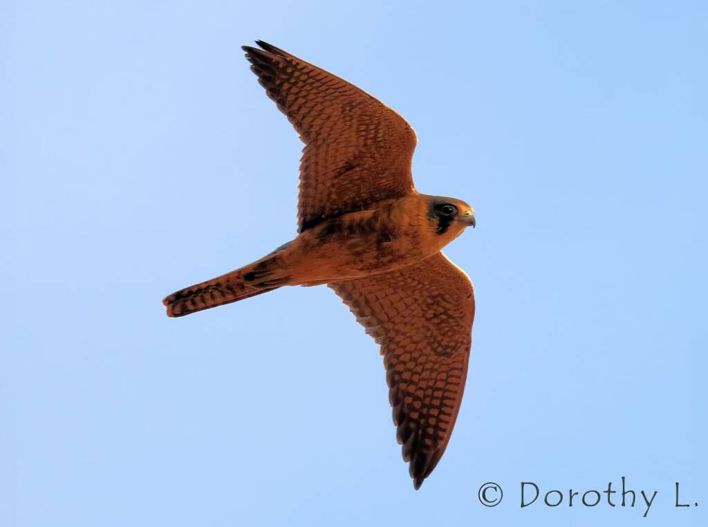 Australian Hobby (Falco longipennis)