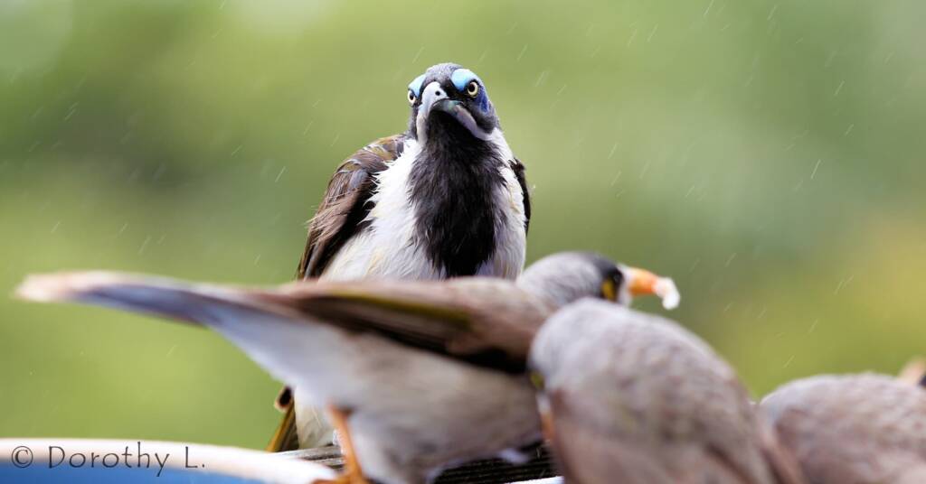 Blue-faced Honeyeater (Entomyzon cyanotis)