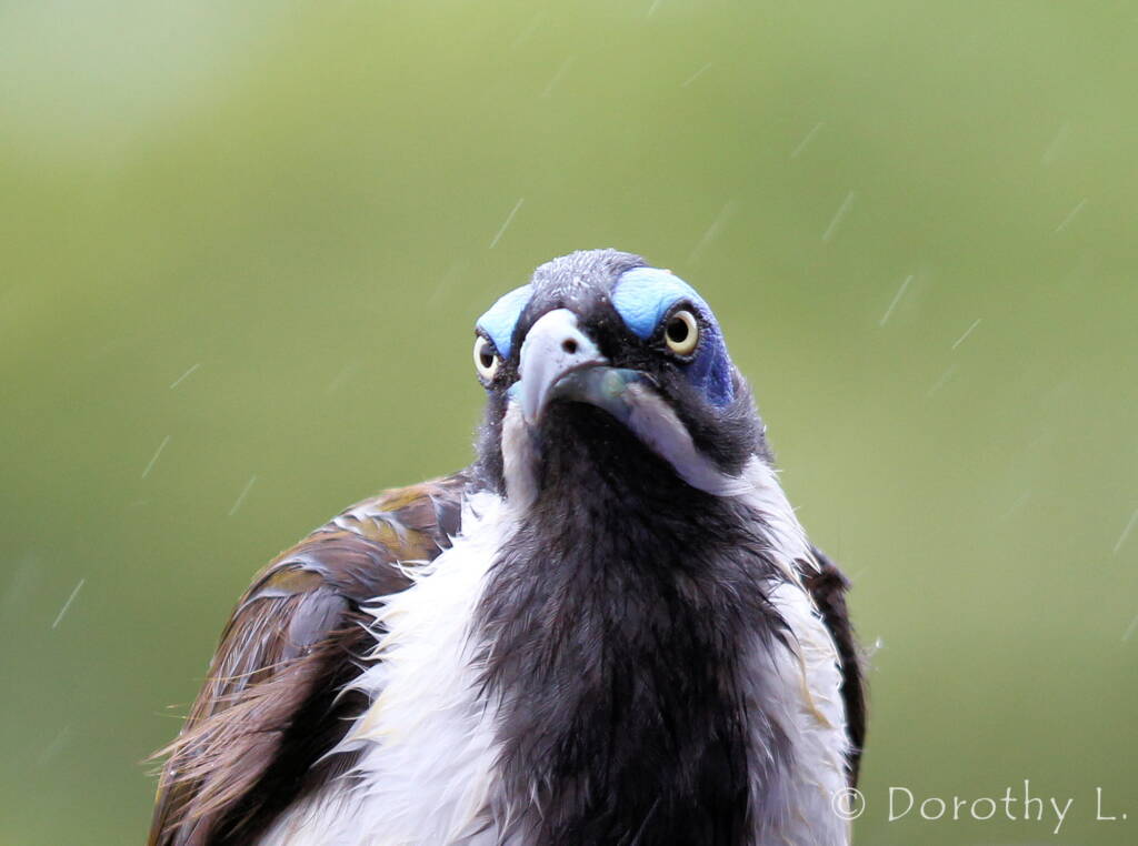 Blue-faced Honeyeater (Entomyzon cyanotis)
