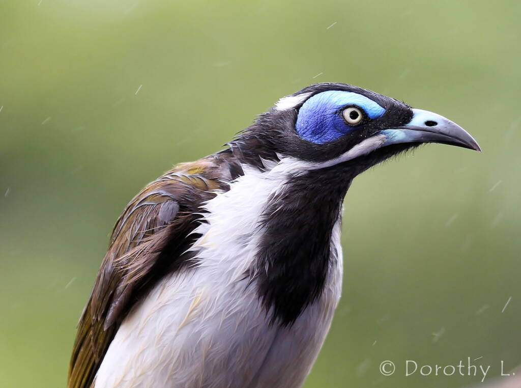 Blue-faced Honeyeater (Entomyzon cyanotis)