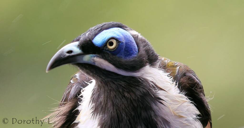 Blue-faced Honeyeater (Entomyzon cyanotis)