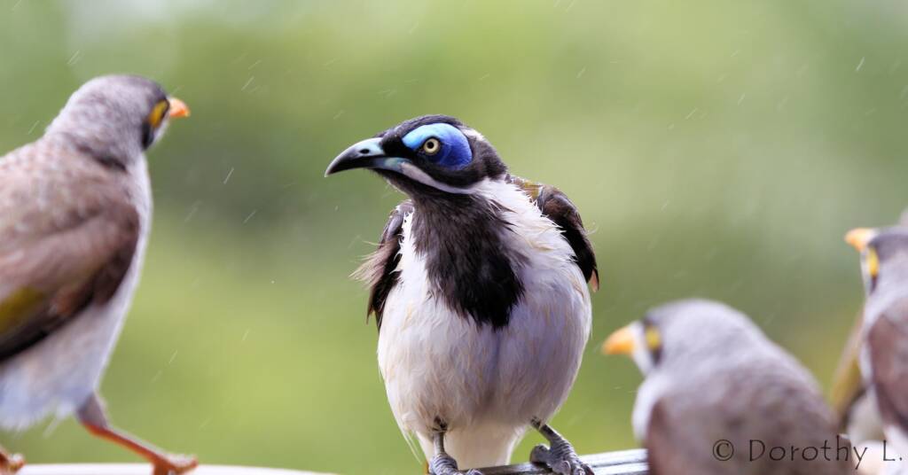 Blue-faced Honeyeater (Entomyzon cyanotis)