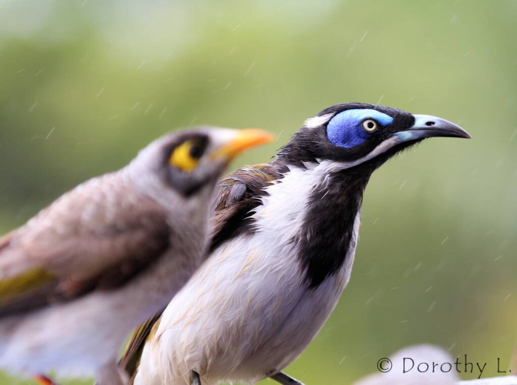 Blue-faced Honeyeater (Entomyzon cyanotis)