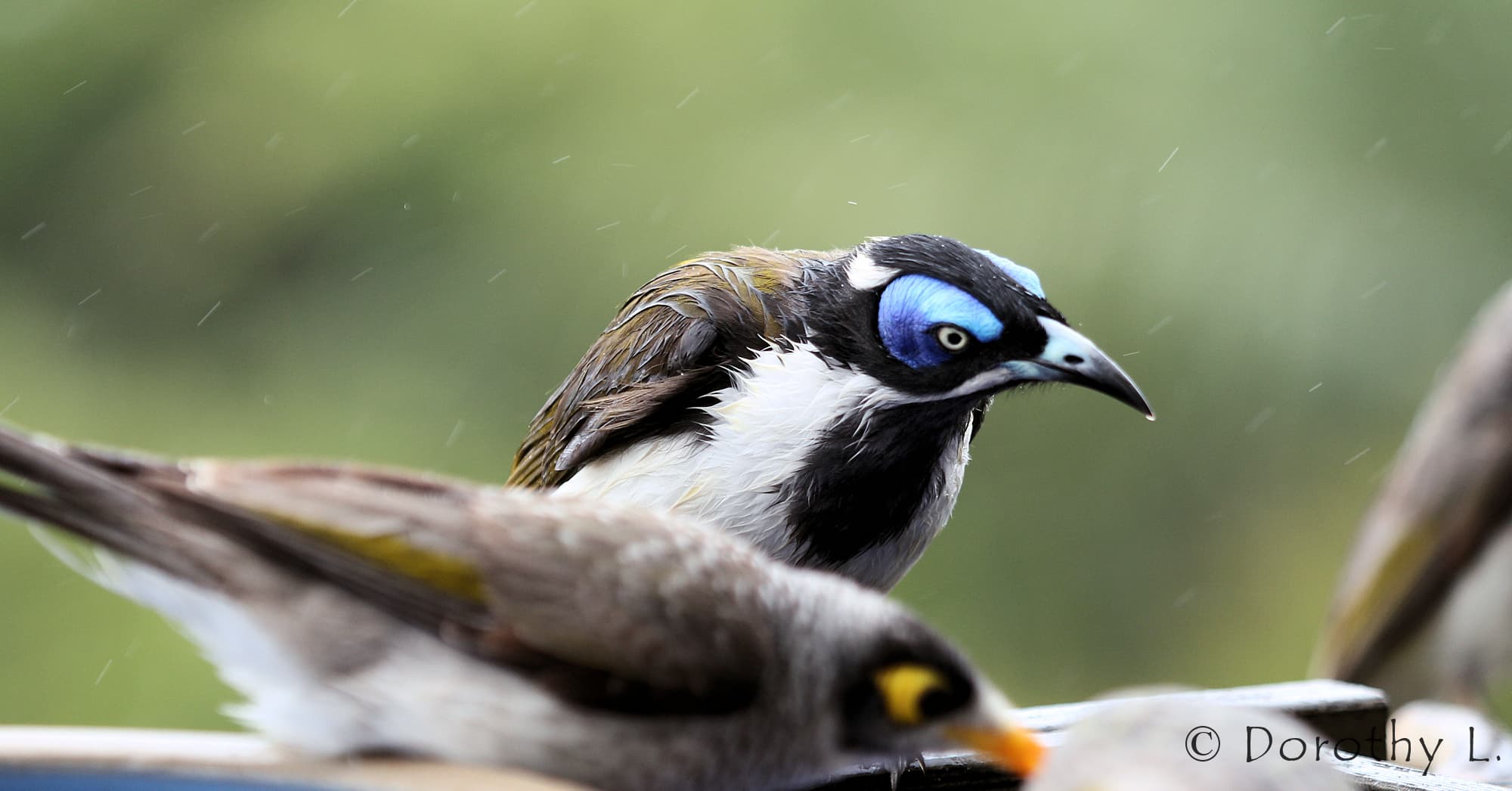 Blue-faced Honeyeater (Entomyzon cyanotis)