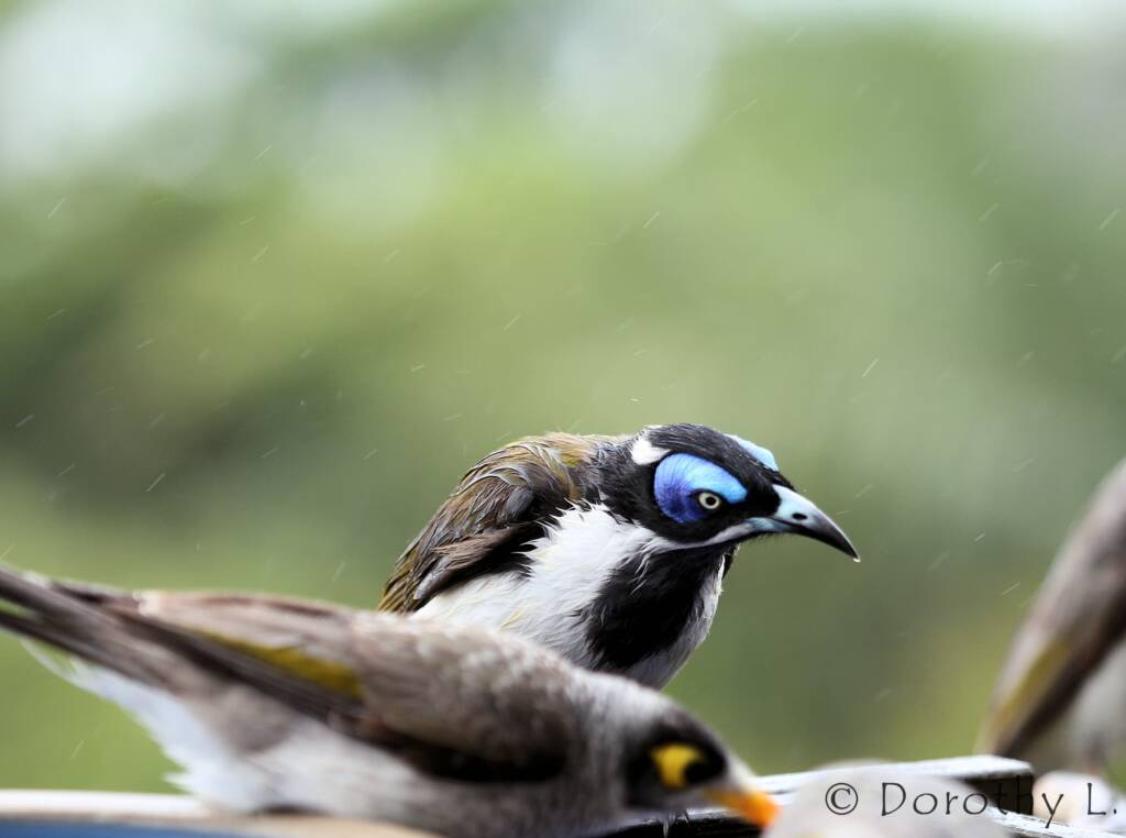 Blue-faced Honeyeater (Entomyzon cyanotis)