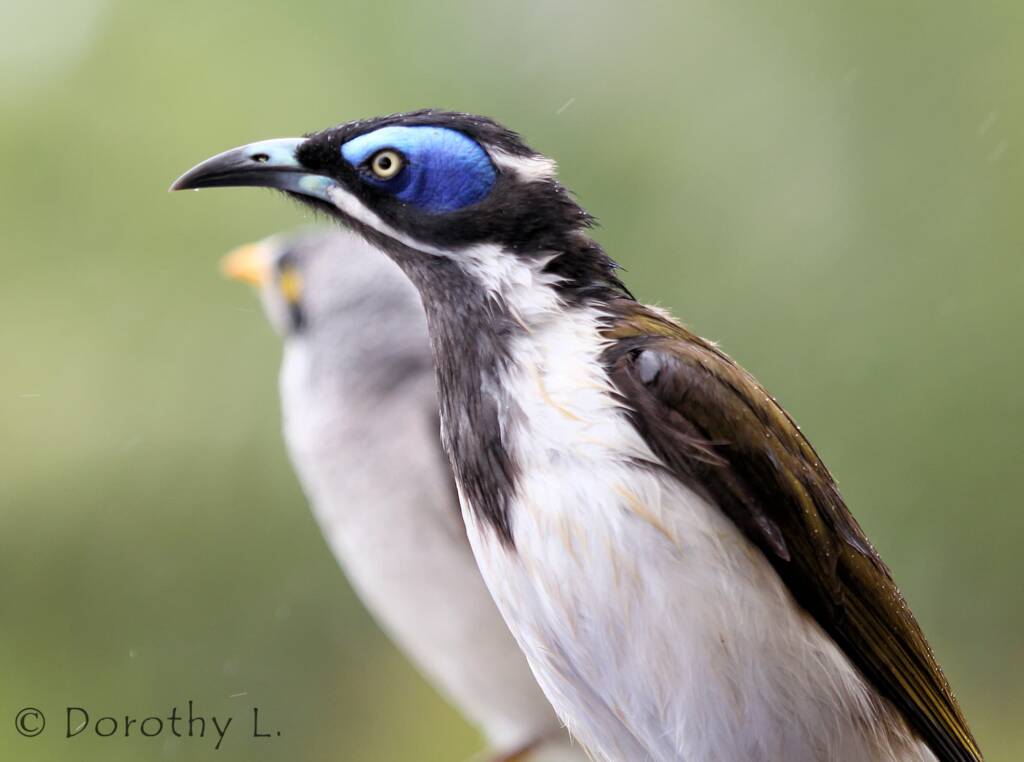 Blue-faced Honeyeater (Entomyzon cyanotis)