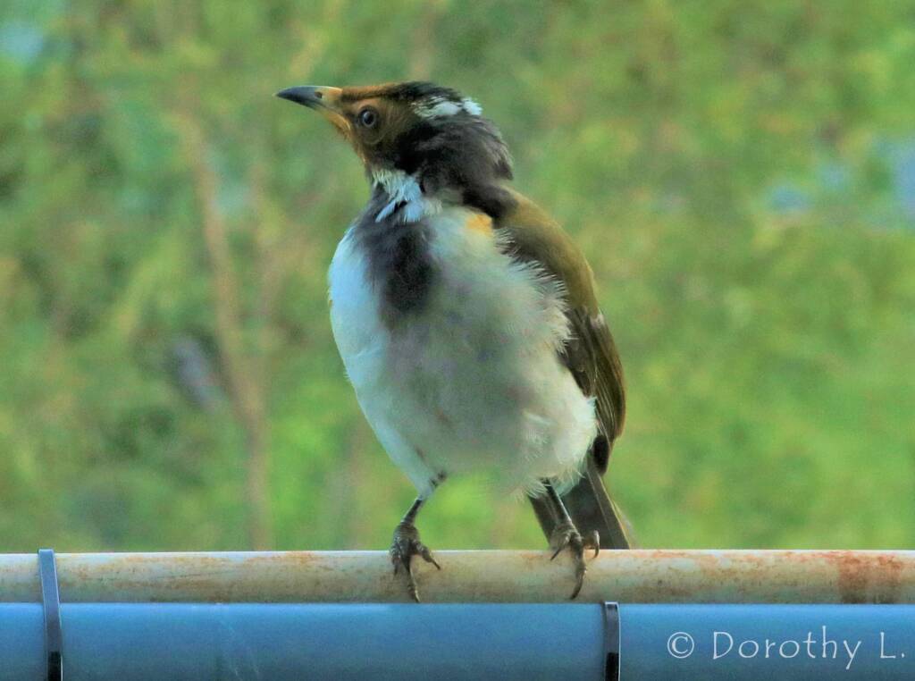 Blue-faced Honeyeater (Entomyzon cyanotis)