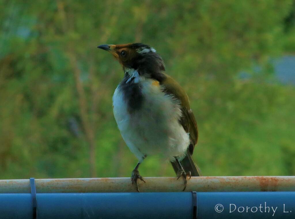 Blue-faced Honeyeater (Entomyzon cyanotis)