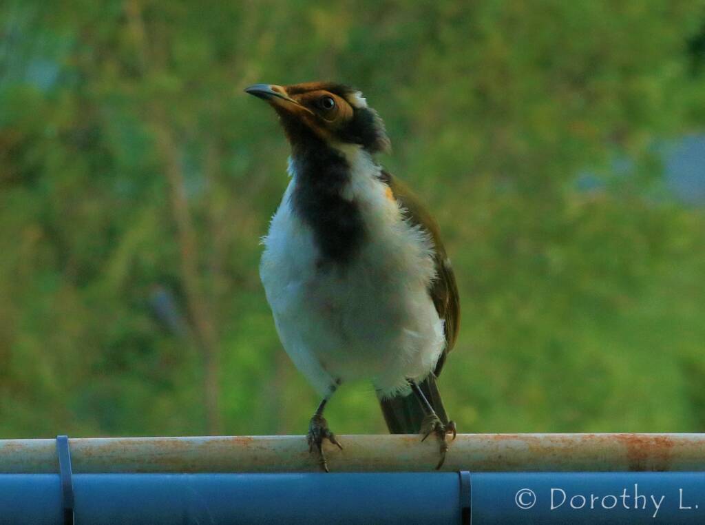 Blue-faced Honeyeater (Entomyzon cyanotis)