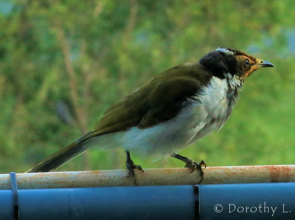 Blue-faced Honeyeater (Entomyzon cyanotis)