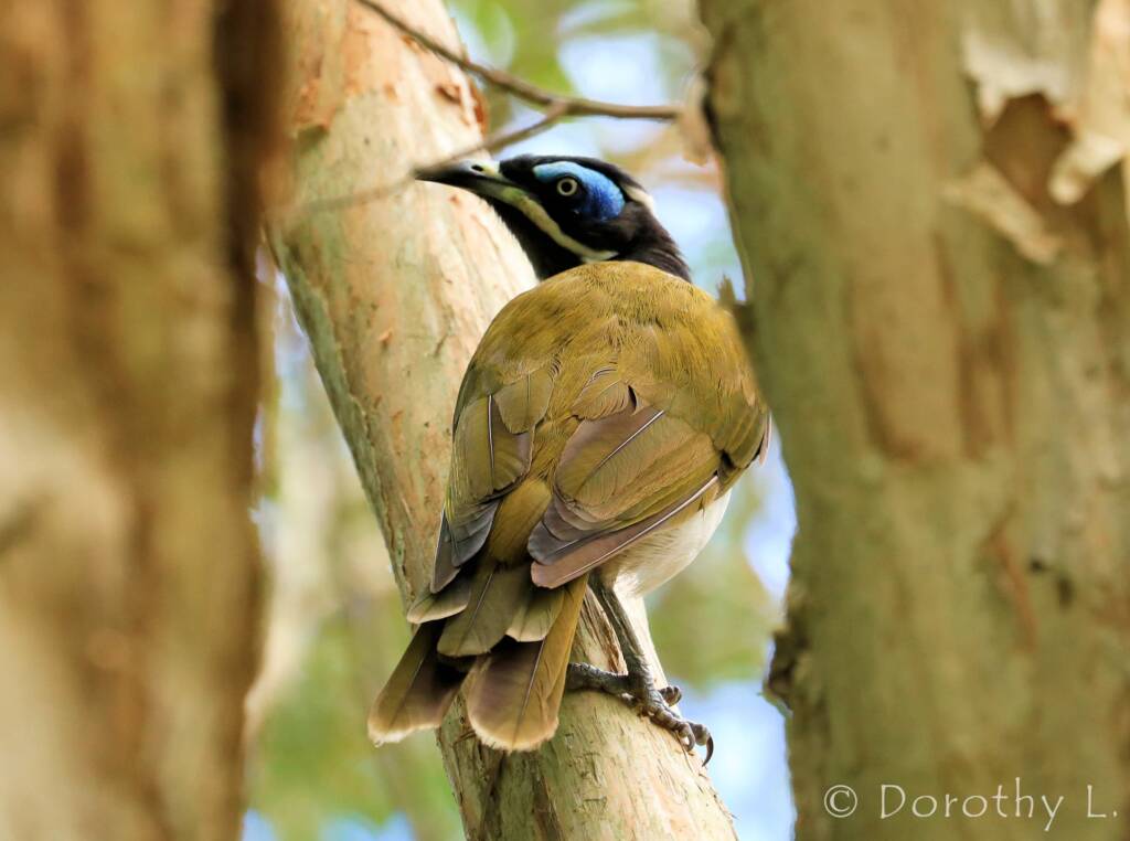 Blue-faced Honeyeater (Entomyzon cyanotis)