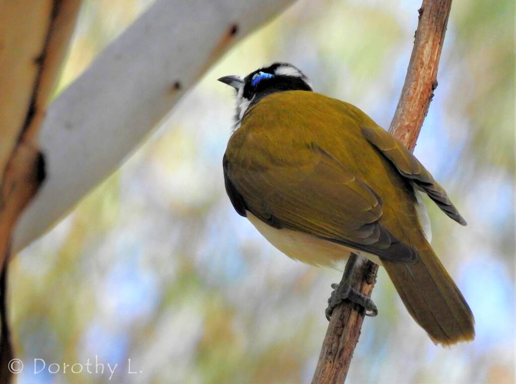 Blue-faced Honeyeater (Entomyzon cyanotis)